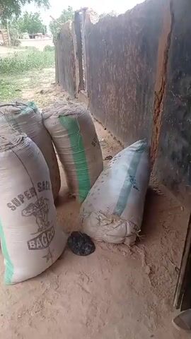 A video shows bags of grain piled against a wall. Some of the bags are labeled "SUPER SAGO BAGCO". In the background, a small building with a machine inside is visible. The building appears to be a grain mill. The environment is rustic, with dirt floors and walls made of natural materials. The overall impression is of a rural setting where grain is processed.