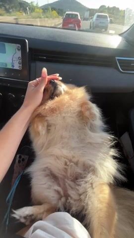 The video shows a small, tan-colored, fluffy dog lying on its back on someone's lap in a car. The person's hand, adorned with rings and white nail polish, is petting the dog's belly. The dog's tongue is sticking out. The car's dashboard is visible with a navigation screen and air conditioning vents. Other cars are visible through the windshield on what appears to be a highway.