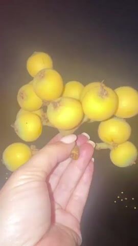 A hand holds a cluster of small yellow fruits on a dark background. The fruits appear to be loquats. The hand is holding the stem of the fruit cluster. The background is dark with some blurry lights in the distance.