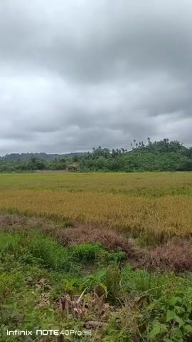 The video pans across a rural landscape under a cloudy sky. In the foreground, there is lush green vegetation with some dried brown plants. Beyond this, a large field of crops, primarily golden in color suggesting it is ready for harvest, is visible. This field appears to be a rice paddy. In the middle ground, several scarecrows are scattered across the field. Further back, a line of palm trees stands against a backdrop of rolling hills covered in green vegetation. The sky is overcast with dark, heavy clouds. The overall scene depicts a tranquil agricultural setting.