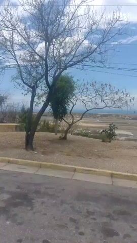 The video presents an outdoor landscape scene, likely captured from a moving vehicle. In the foreground, a gray asphalt road is visible, bordered by a yellow curb. Beyond the curb, the ground is dry and brown, dotted with sparse, dry vegetation and several trees that appear to be bare or have very few leaves, indicative of a dry climate or season. Overhead, utility poles and wires are visible against a bright blue sky with scattered white clouds. In the distance, a large body of water, presumably the ocean, stretches across the horizon under a hazy sky. The scene depicts a sunny day in a coastal, semi-arid environment. The location is consistent with Catia La Mar, Venezuela. No people or specific activities are shown; the video offers a panoramic view of the natural setting.