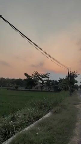 This is a vertical, shaky, low-light video captured at dusk. It shows a rural roadside scene with a grassy verge and a paved road on the right. Overhead, several power lines stretch across the frame, supported by utility poles. To the left of the road, there is a field of tall green grass, and beyond that, a cultivated field, possibly rice paddies, with some trees and buildings in the distance. The sky is a pale orange and pink hue, indicating sunset. There are no people or vehicles visible in the video. The camera appears to be moving slowly forward.