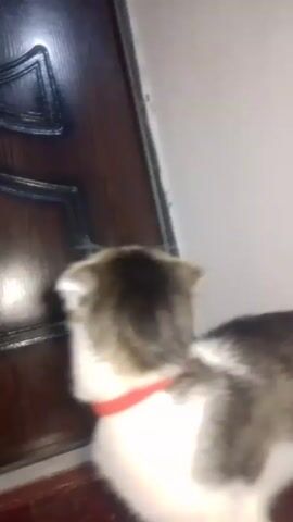 A short, blurry video shows a small cat with gray and white fur and a red collar standing in front of a dark-colored door. The cat has slightly folded ears and looks at the camera before meowing. The video appears to be taken indoors in a dimly lit room.