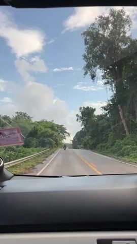 The video captures a view from inside a vehicle traveling on a paved road. The road is wet, suggesting recent rain, and is flanked by lush green vegetation on both sides. Tall trees with dense foliage form a canopy overhead, with patches of blue sky and white clouds visible through the gaps. A single motorcycle with a rider is visible in the distance, traveling in the same direction as the vehicle. The dashboard of the vehicle is partially visible in the foreground, indicating the perspective is from the driver's or passenger's seat. There is a yellow line marking the center of the road and a white line marking the edge. A yellow warning sign is visible on the left side of the road. The overall impression is that of a scenic drive through a tropical or subtropical environment.