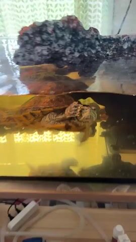 A turtle with red markings on its head and yellow and black stripes on its body swims in a tank of murky yellow water. The turtle is positioned in the center of the frame, with its head and upper body above the water's surface. A rock decoration is visible at the top of the tank, behind the turtle. The bottom of the tank is obscured by the murky water.
