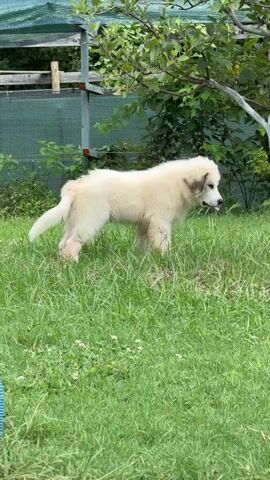 A large, fluffy, white puppy with brown markings on its head is standing in a grassy yard. The puppy is looking directly at the camera and then looks down and to the side, as if sniffing something on the ground. The yard is enclosed by a green fence and there are trees and bushes in the background. A metal pole with a blue tube is in the foreground. The puppy is wagging its tail.