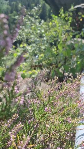 A vertical video shows a close-up view of heather flowers and green leaves. In the background, a rocky cliff face is visible, with a dense forest of pine trees and a clear blue sky with some clouds. The lighting suggests it is daytime. The camera slowly pans and zooms, offering a dynamic perspective of the natural landscape.