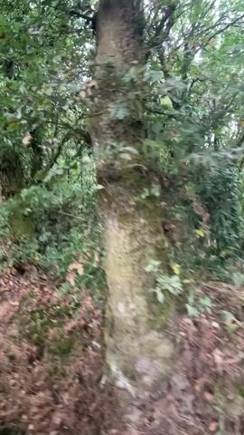 The video shows a path through a forest. The trees are tall and covered in green leaves. The path is made of dirt and gravel, and there are leaves on the ground. The video is shaky, suggesting it was filmed while someone was walking. The lighting is dim, indicating it is either early morning or late evening. There are no people or animals visible in the video.
