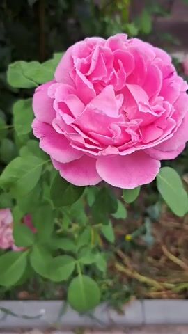 A close-up video shows a vibrant pink rose blooming on a bush. The rose is full and has many delicate petals. Green leaves surround the rose, and a blurred background of the garden is visible. The video captures the beauty of the rose in natural light.