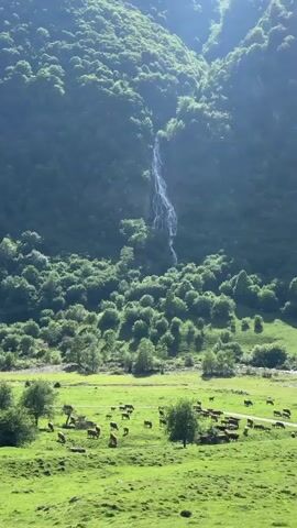 The video shows a verdant landscape. A lush, green meadow occupies the foreground, populated by a herd of cattle grazing leisurely. In the background, a steep, densely forested mountain rises dramatically. A slender waterfall cascades down the mountain's surface, creating a striking visual contrast against the green foliage. The light is bright and sunny, adding to the idyllic scene.
