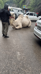 Market activity in rocky gorge with camels, vendors