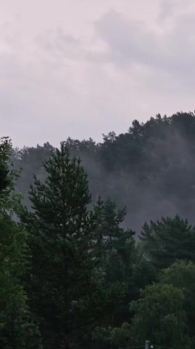 Foggy forest evening in rural Siberia, with flowers in the foreground