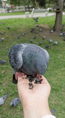 Hand-feeding pigeons and squirrels in a Novosibirsk park