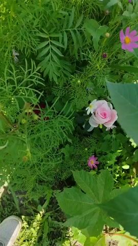 The video shows a close-up view of a garden with various plants and flowers. In the beginning, a pink rose is visible, accompanied by smaller white and pink flowers. The camera then pans to a dark red rose, surrounded by lush green foliage. The lighting suggests it is daytime, possibly outdoors in natural sunlight, casting shadows and highlighting the textures of the leaves and petals. The focus is on the flowers and the surrounding greenery, creating a serene and naturalistic atmosphere.