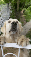 Golden Retriever barks at fence in Buk, Poland