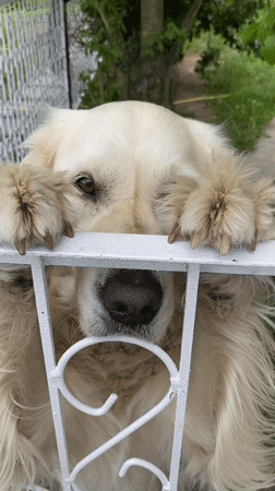 Golden Retriever barks at fence in Buk, Poland