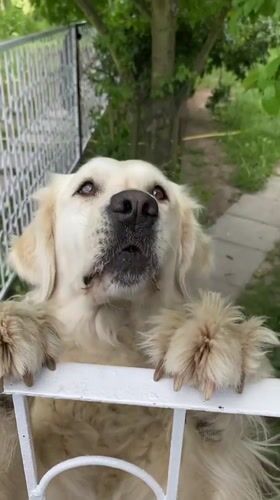 Golden Retriever barks at fence in Buk, Poland