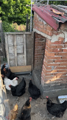 Daily life scenes captured in Bulgarian village of Radilovo
