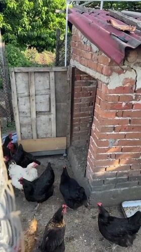 Daily life scenes captured in Bulgarian village of Radilovo