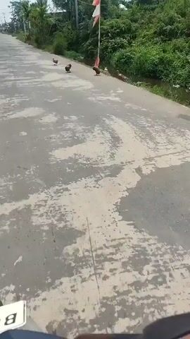 A group of chickens are walking on a paved road. There is a ditch with water and vegetation on the right side of the road. A flag is planted on a pole near the ditch. The weather appears to be clear and sunny. The footage is from the perspective of someone on a moving vehicle.