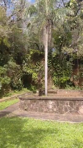 The video displays a lush green lawn in the foreground, leading to a stone-lined basin or structure. Behind the basin, a tall palm tree stands prominently, surrounded by dense foliage and trees. A light-colored vine hangs from a tree on the right side of the frame. The background consists of a wall covered in various plants and vegetation, with trees and branches visible against a bright, possibly sunny sky. The overall scene depicts an outdoor, natural environment with hints of man-made structures integrated into the landscape.