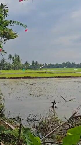 Baratpayaitek, Indonesia