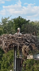 White stork observed in twig nest on utility pole