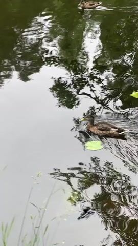 A high-angle shot shows a body of water with a duck swimming. The duck is brown with a dark head and a yellow beak. It is leaving a V-shaped wake behind it as it moves across the water. The water is dark and reflects the surrounding trees and sky. There is a lily pad floating on the water to the right of the duck. In the upper right corner of the frame, another duck is visible swimming in the distance. The scene appears to be outdoors, possibly in a park or natural setting. The lighting suggests it is daytime, and the overall atmosphere is peaceful. There is no visible text in the media file. The location context provided is Sosnoviy Bor, Russia.