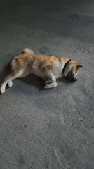 Muzzled Akita dog attended by man in Sochi parking area