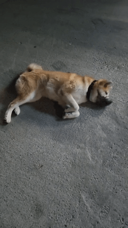 Muzzled Akita dog attended by man in Sochi parking area