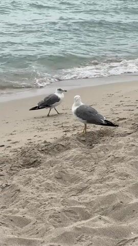 The video shows two seagulls standing on a sandy beach near the water's edge. The waves are gently rolling in. The seagull in the foreground is facing right, with its head tilted slightly. The seagull in the background is facing left, looking towards the water. The sand is a light brown color and has visible footprints. The water is a greenish-blue hue.