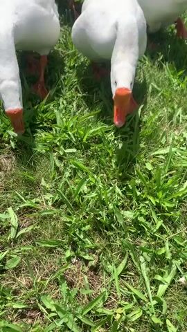 The video shows a close-up view of several white geese with orange beaks and feet on a grassy area. The geese are mostly stationary, with some of them grazing on the grass. The camera is positioned low, looking up at the geese. The lighting suggests it is daytime and sunny. The scene is natural and appears to be outdoors.