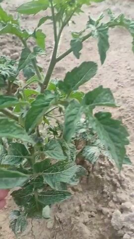 A hand is shown touching the leaves of a tomato plant. The plant has several small, green tomatoes on it. The ground is dry and sandy. The video is shaky and the focus is not always sharp.
