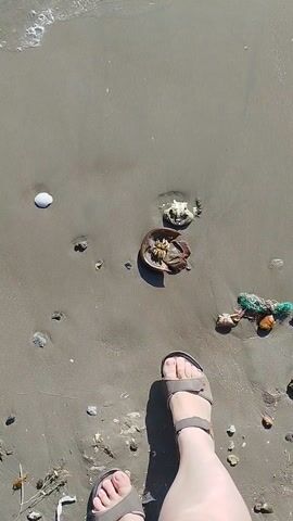 The video shows a person standing on a sandy beach, looking down at two remnants of crabs. The person bends over and picks up the top portion of one of the crab shells, looking at it closely. The person is wearing sandals. Other debris is visible scattered on the beach. The environment appears to be on a beach with some tide movement.