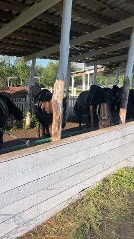 The video shows several horses standing in a stable under a wooden roof supported by white poles. The horses are wearing saddles and appear to be eating grass from a trough. The stable is open at the front, with a white wooden fence. In the background, there is a wooden fence, some trees, and a white building. The lighting suggests it is daytime, possibly morning or late afternoon due to the shadows. The overall scene depicts a peaceful setting at a stable.