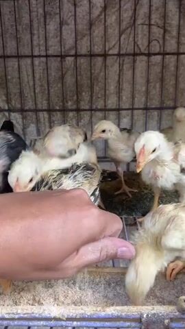 A hand is putting food into a cage filled with baby chicks. The chicks are of various colors, including black, white, and brown. They are clustered around the food trough, pecking at the feed. The cage appears to be made of metal bars.