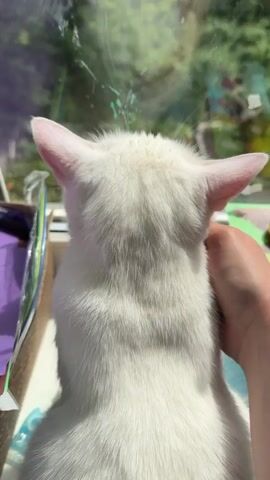 A close-up shot shows a white cat being petted by a human hand. The cat is facing away from the camera at first, but then turns its head upwards to the left, revealing light green eyes. The cat is sitting near a window, with greenery visible outside. The cat is partly inside a box with purple and blue accents. The person's hand is light-skinned and is gently touching the cat's neck and head.