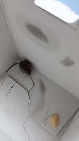 A small, brown mouse is trapped inside a white cardboard box. The mouse is positioned in the lower left quadrant of the frame. To the right of the mouse, a small, light-yellow piece of food is visible on the floor of the box. The interior walls of the box are stained with dark smudges, suggesting previous activity or the presence of dirt. Some of the cardboard on the floor is torn and bent. The lighting suggests the box is indoors, possibly in a room with overhead lighting that creates reflections on the smooth surfaces.