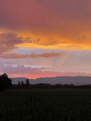 Sunset over a sunflower field in Veigy-Foncenex, France