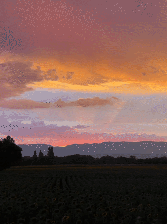 Sunset over a sunflower field in Veigy-Foncenex, France