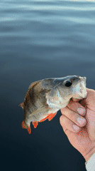 Perch caught and released from Chaikovsky's riverside promenade