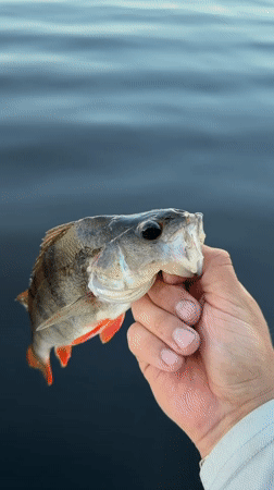 Perch caught and released from Chaikovsky's riverside promenade
