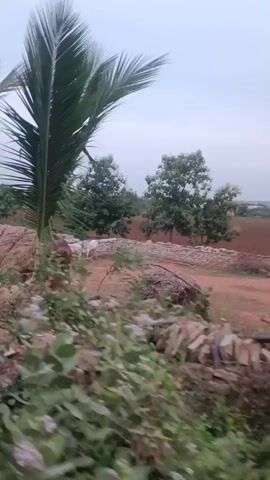 The video shows an outdoor rural scene. A coconut tree is prominently featured in the foreground on the left. Behind it, there is a thatched-roof structure, possibly a hut or shed, with some rocks and debris around it. Further back, there are more trees, a pile of hay or straw, and an open, dusty area. A white cow is visible near another thatched structure in the middle ground. The sky is overcast. The footage appears to be shot from a moving vehicle, as indicated by the slight blur and the panning motion. The overall impression is of a simple, undeveloped rural environment.