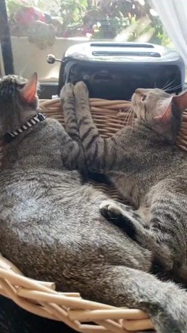 Two tabby cats are resting in a woven basket. The cat on the left is mostly facing away from the camera, while the cat on the right is facing towards the camera, looking upwards. Their front paws are touching, and the cat on the right has its paws resting on a black toaster. The cats are lying down, with their bodies curled together in the basket.

The scene appears to be indoors, near a window. Through the window, there are plants and greenery visible, suggesting a sunny day. The light coming from the window creates a warm, natural ambiance. The cats seem relaxed and comfortable in each other's presence. There is no visible text in the media file.