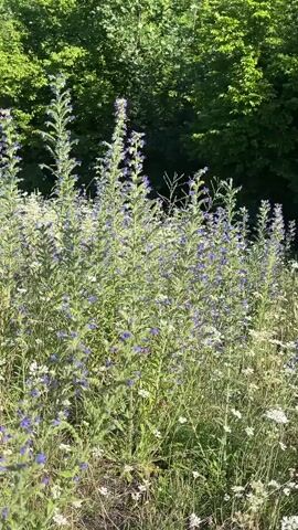 The video displays a close-up view of a dense patch of wildflowers. The predominant flowers are tall, slender stalks with clusters of small blue blossoms, likely Viper's Bugloss. Interspersed among them are smaller white wildflowers with delicate, daisy-like petals. The plants are bathed in sunlight, casting shadows from the leaves and stems. In the background, a dense wall of dark green foliage, likely trees, forms a natural backdrop. The overall scene is one of a natural, untamed meadow in full bloom. There are no people visible in the video. The camera seems to be stationary, offering a static observation of the flora.