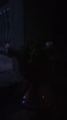The video shows a potted plant with pink flowers in a dim, dark environment. The pot appears to be red and is placed on the ground. The plant has green leaves and several pink flowers. The background is dark, suggesting it is nighttime or a very dimly lit area. A dark, blurry structure is visible to the left of the plant. The camera is panning slowly to the right.