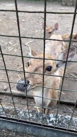 The video shows two deer behind a fence. The deer in the foreground is looking directly at the camera. The deer in the background is smaller and appears to be a fawn. The fence is made of metal wire. The ground behind the fence is dirt and straw. There are some stone steps in the background. The lighting is natural and appears to be overcast. The video is filmed from a low angle, looking up at the deer.