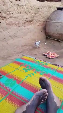 A young turkey stands on a dirt ground near a woven mat with pink and orange flip-flops next to it. The turkey walks across the mat and then into the dirt. The turkey has white and brown feathers and a pinkish neck. The background is a dirt wall and a large clay pot. There are also human feet in the foreground that are dirty.