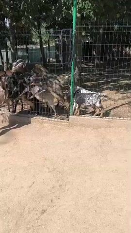 A person's hand is visible on the left side of the screen, extending a piece of food through a fence. A group of goats are gathered around the fence, some of them eating from the hand. The goats are of various colors and sizes, and they appear to be in an outdoor enclosure with a dirt ground and some trees in the background. The fence is made of metal mesh. The overall scene is one of interaction between humans and animals in a farm or zoo-like setting.