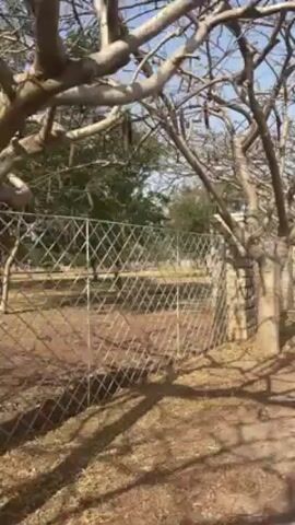 The camera pans across a metal wire fence with stone pillars on either side.  The ground is brown dirt with shadows from a bare tree in the foreground. Beyond the fence is a grassy area with trees in the distance.  The sky is blue.